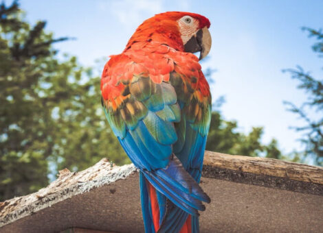 Orange Flamingo