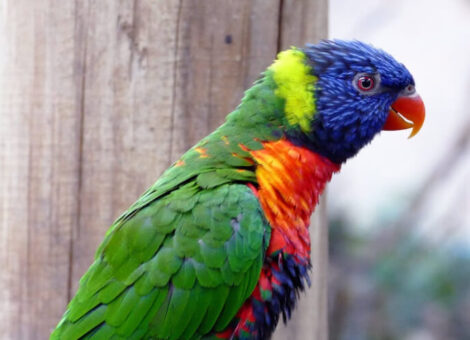 Macaw Perched