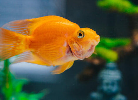 Gold Fish Platy