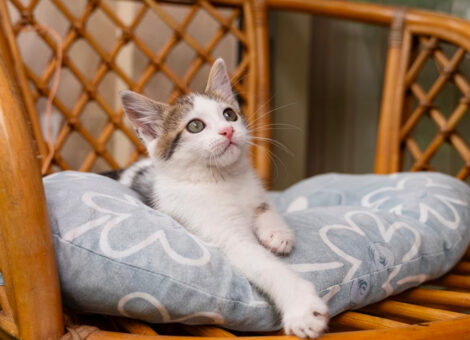 Munchkin cat