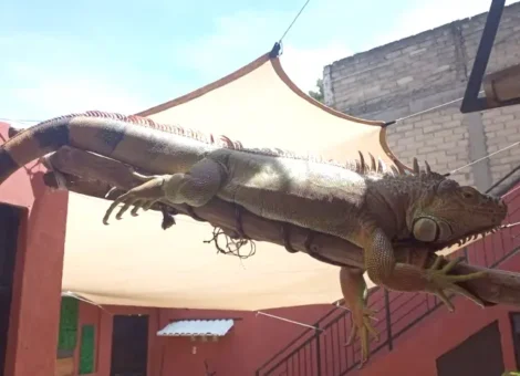 Iguana Perdida | Valle Ceylán Tlalnepantla | (EDOMEX)