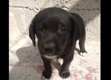 Perrito | Adopción | Mestizo Negro | Cuautitlán Izcalli | (EDOMEX)