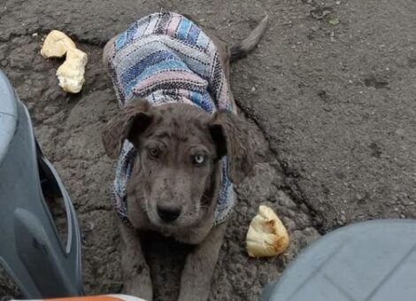 Perrito | Adopción – Perdido | Lousiana Catahoula Leopard | Cuautitlán Izcalli | (EDOMEX)