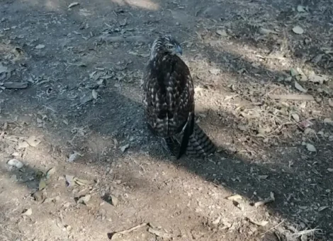 Ave Lastimada Halcón No puede volar MEXICO