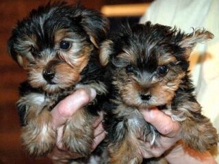 Adorables cachorros Yorkie en adopción