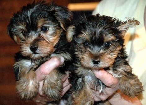 Adorables cachorros Yorkie en adopción