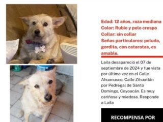 Laila extraviada