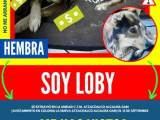 ¡Busquemos a Loby!