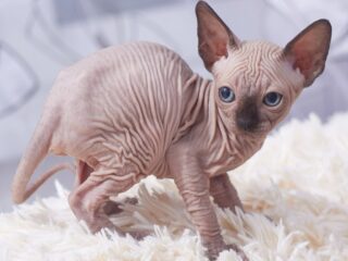 Sphynx kittens