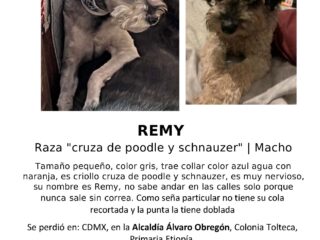 Se busca REMY